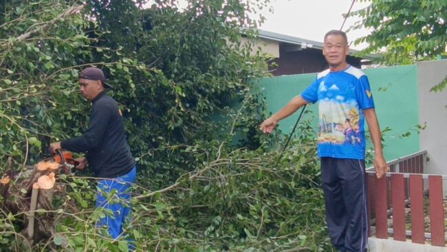 ยโสธร ต้นไทรยักษ์อายุเกือบ 100 ปีล้มขวางถนน